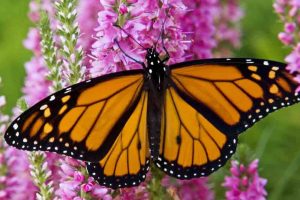 Butterfly by Amy Parker